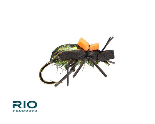 Rio's Ground Beetle