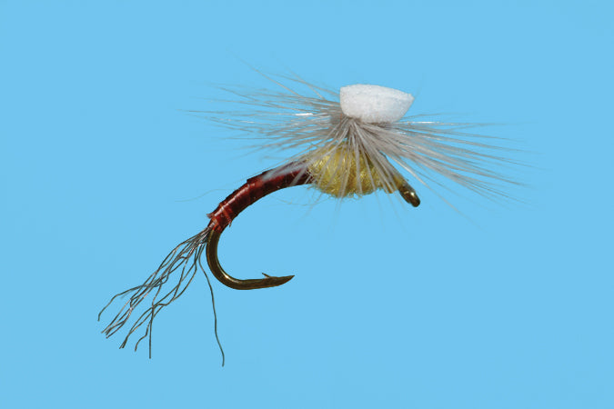 Brooks Sprout PMD