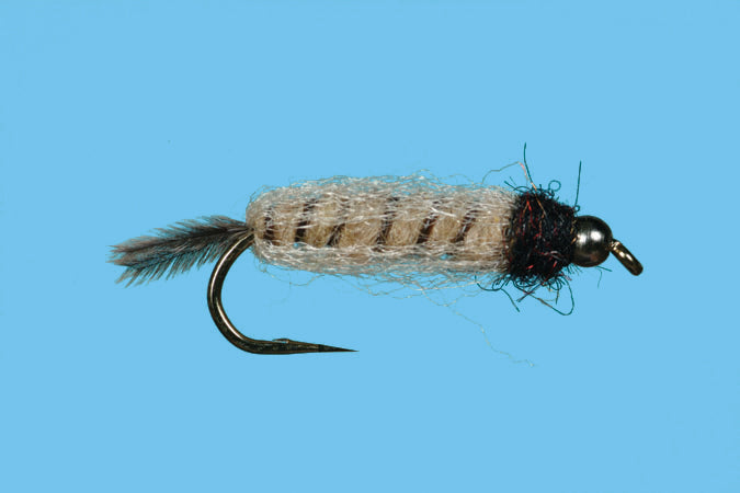 BH Translucent Crane Fly Larva