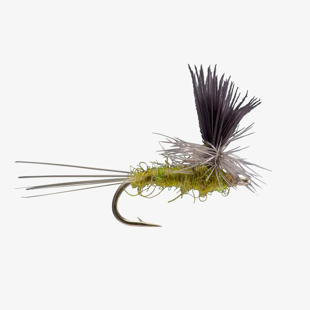 Parachute Baetis