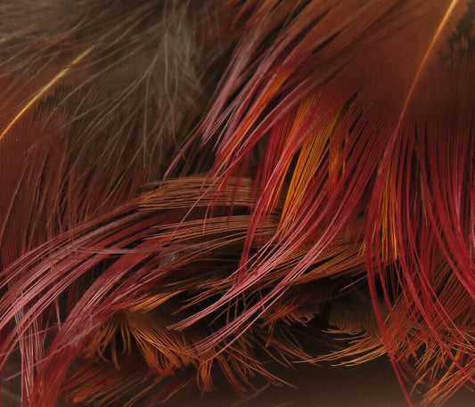 Golden Pheasant Rump Feathers