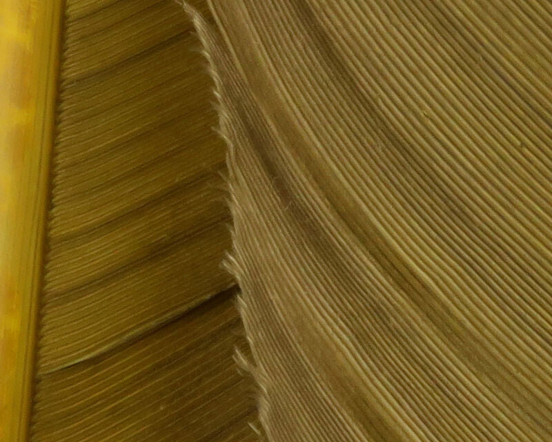 Turkey Biot Quills