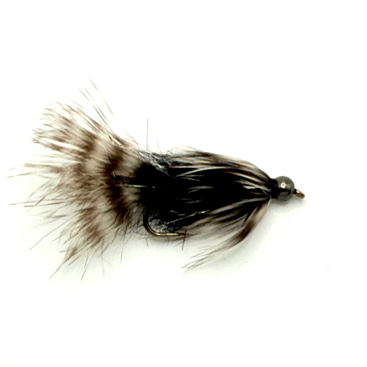 BH Raccoon