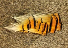 Golden Pheasant Tippets