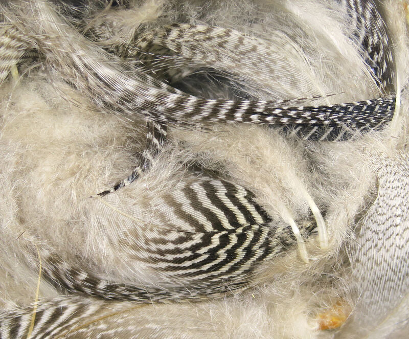 Teal Flank Feathers